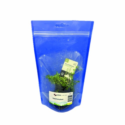 Micranthemum Monte Carlo in bag